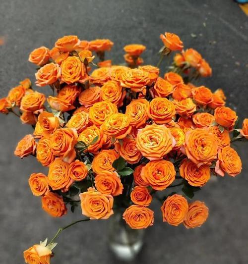 橙色木槿花花语有何含义？