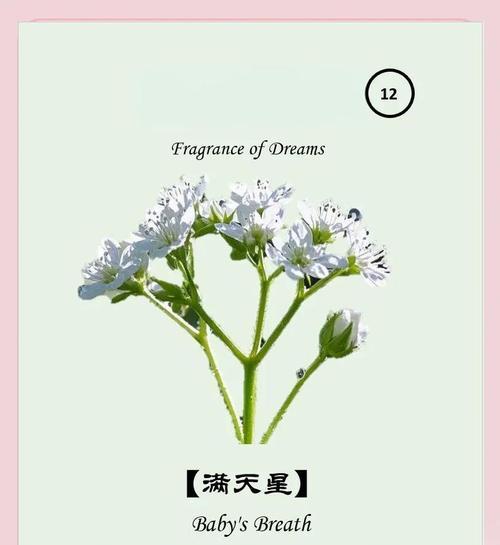 英国满天星花语有何特别之处？