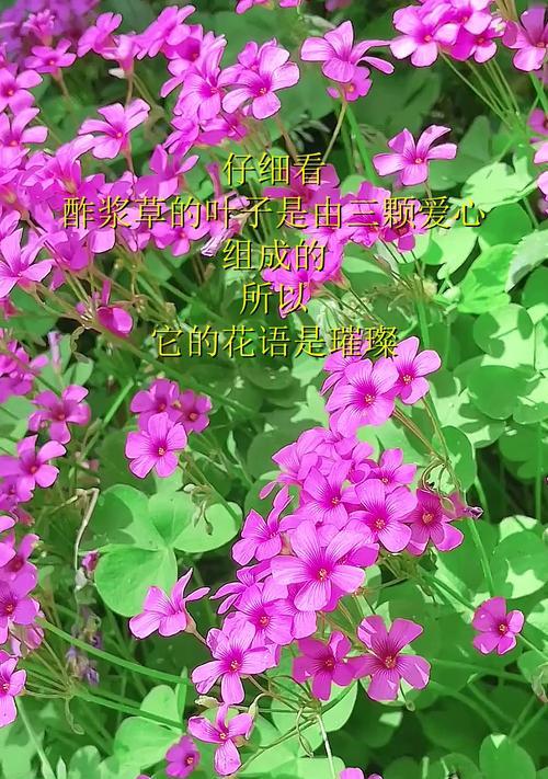 粉色榨浆草花语有何含义？