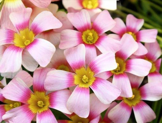 粉色榨浆草花语有何含义？