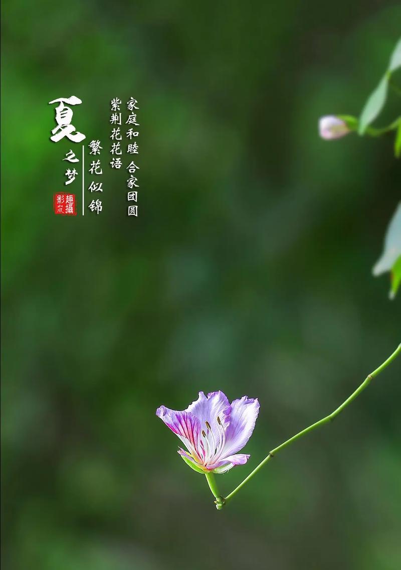 什么花的花语是有趣的？