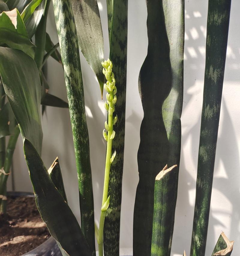 虎皮兰开花代表什么意义？