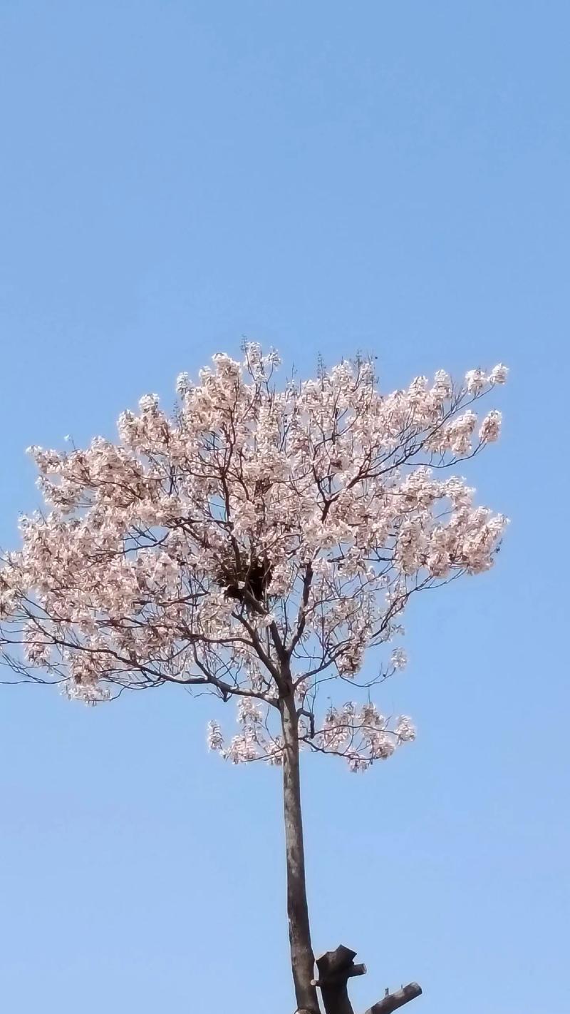 梧桐树的花语有哪些含义？