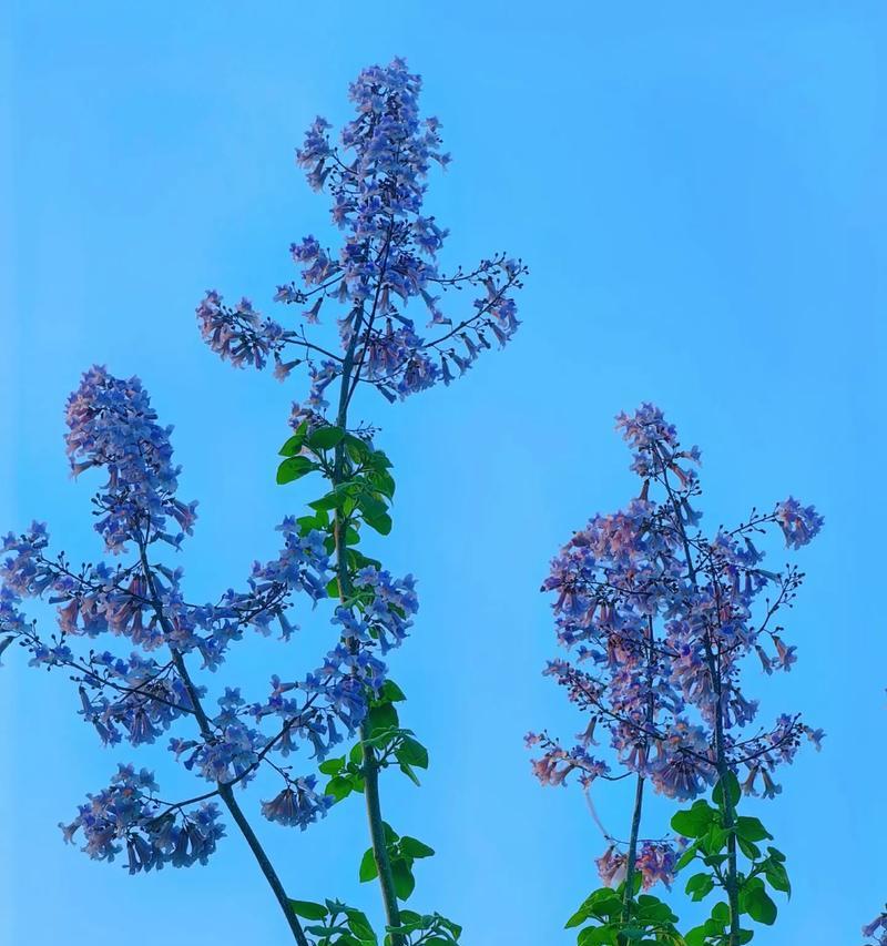 梧桐树的花语有哪些含义？