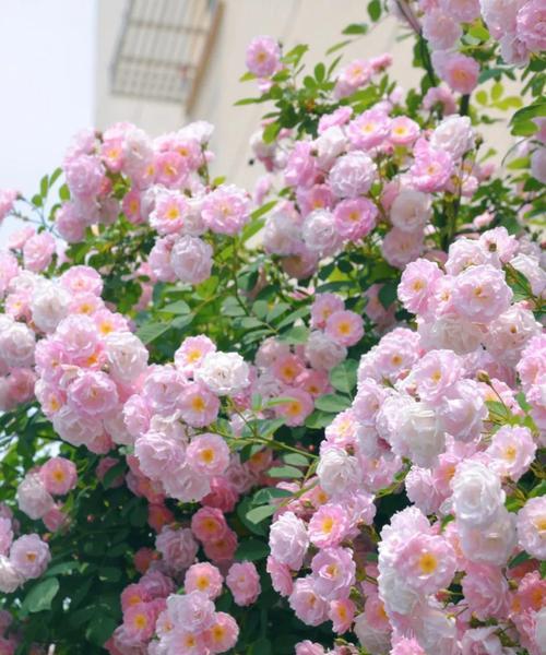 夏日蔷薇的花语代表什么？
