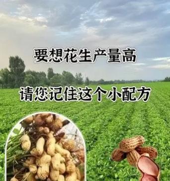 花生开花有什么特别含义？