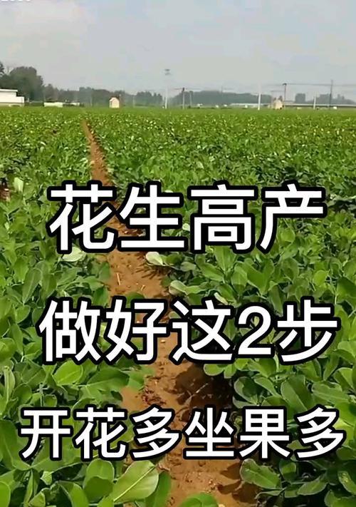 花生开花有什么特别含义？