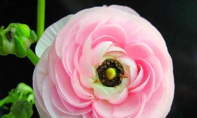 芹叶牡丹代表什么花语？