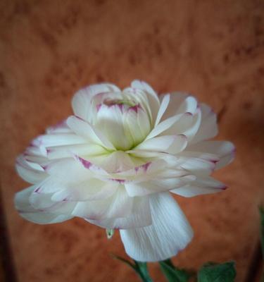 芹叶牡丹代表什么花语？