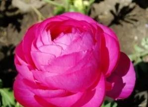芹叶牡丹代表什么花语？