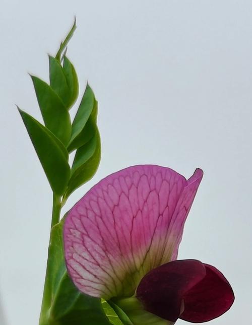 豌豆角花象征着什么？
