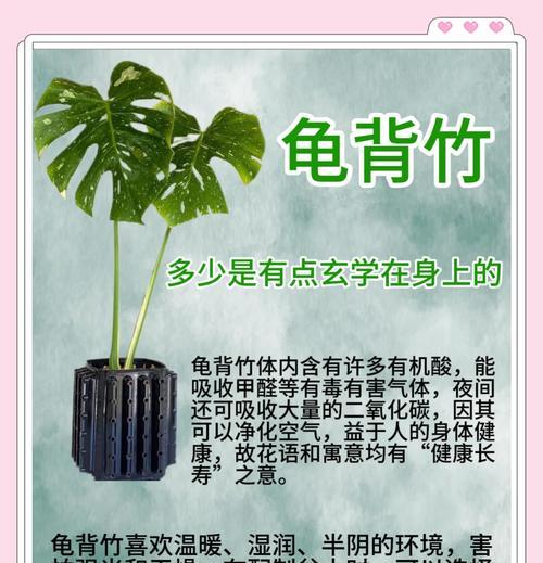鲜切龟背叶代表什么花语？