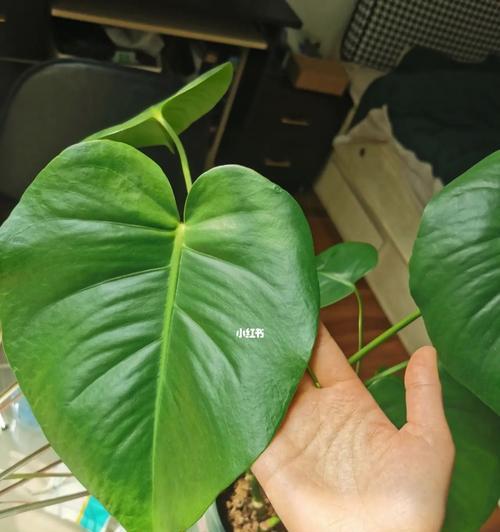 鲜切龟背叶代表什么花语？