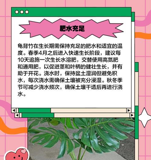 鲜切龟背叶代表什么花语？