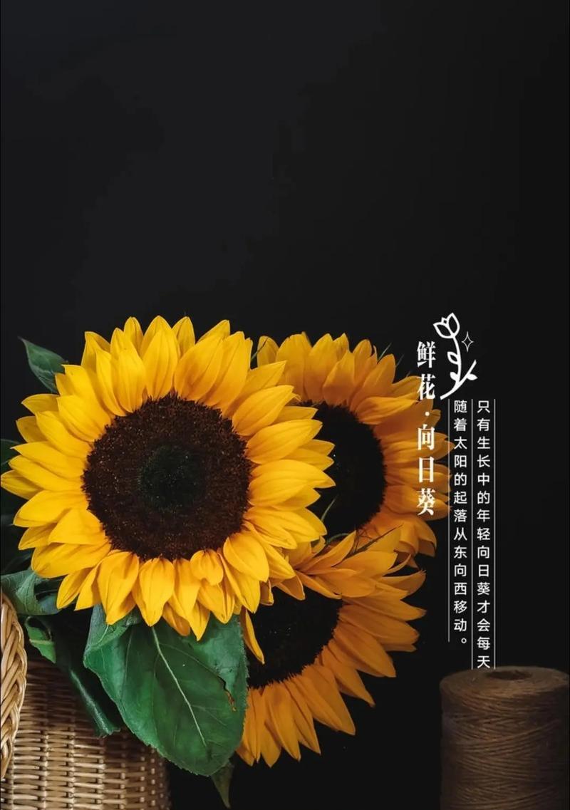 向日葵对病人有什么特别花语？