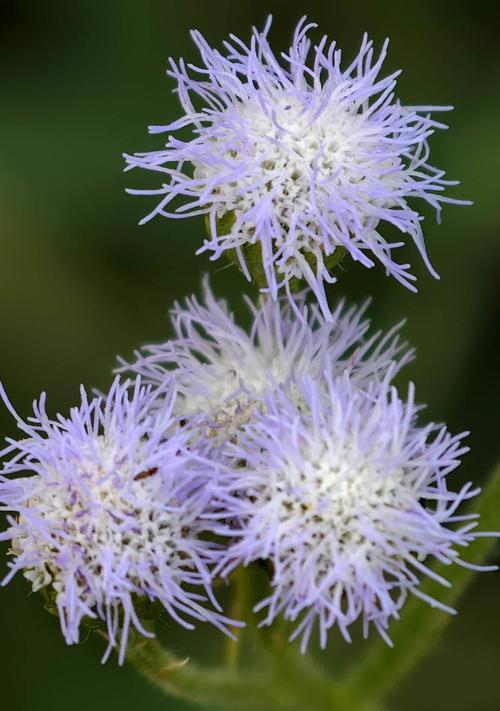 藿香蓟花代表什么花语？