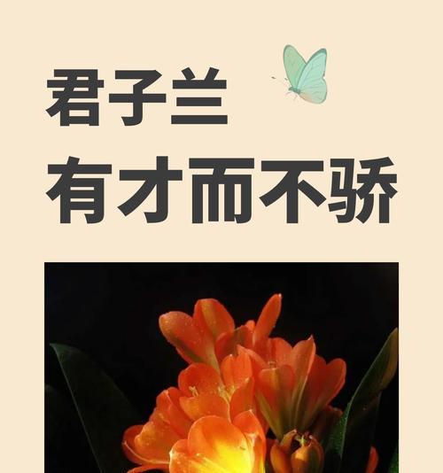 君子兰的花语及其花期是怎样的？