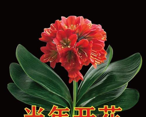 君子兰的花语及其花期是怎样的？