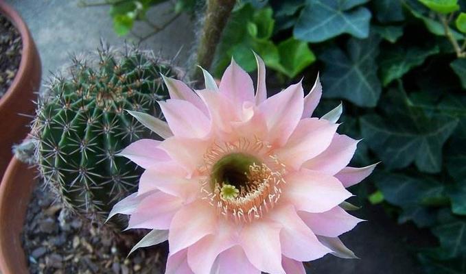 鱼骨仙人掌的花语有何特别之处？