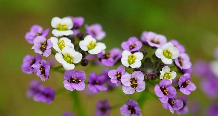 香雪球花语有哪些含义？如何感悟生活？