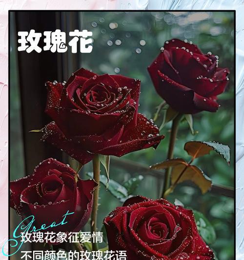 妖精玫瑰花的花语是什么？它代表了什么？