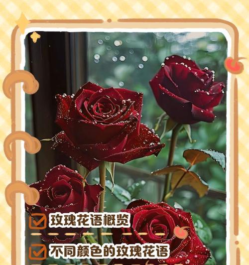 妖精玫瑰花的花语是什么？它代表了什么？