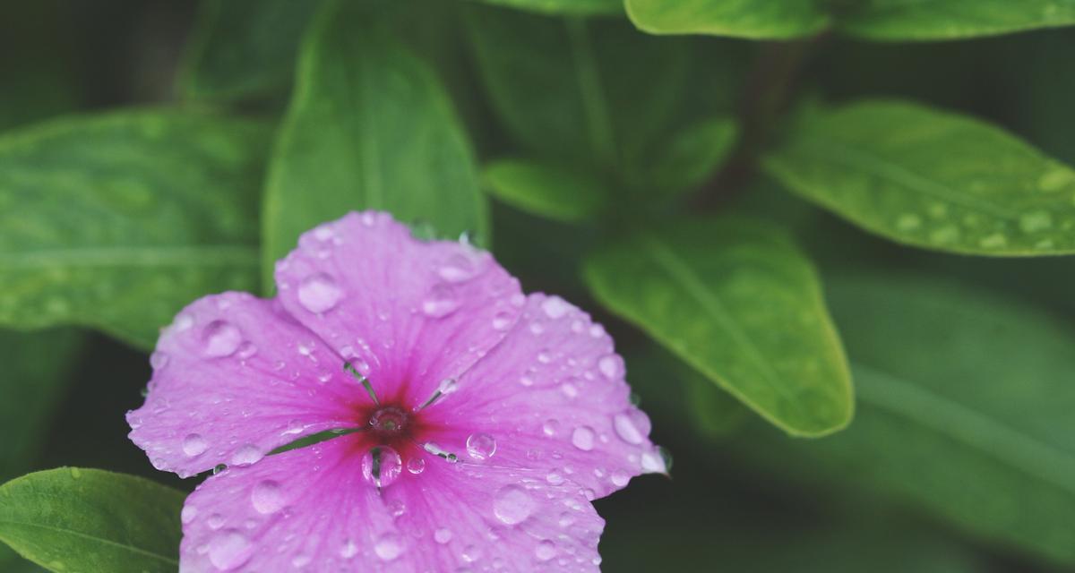 蔓长春花的花语有哪些？如何理解它们？