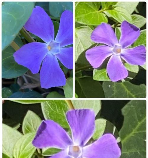 蔓长春花的花语有哪些？如何理解它们？