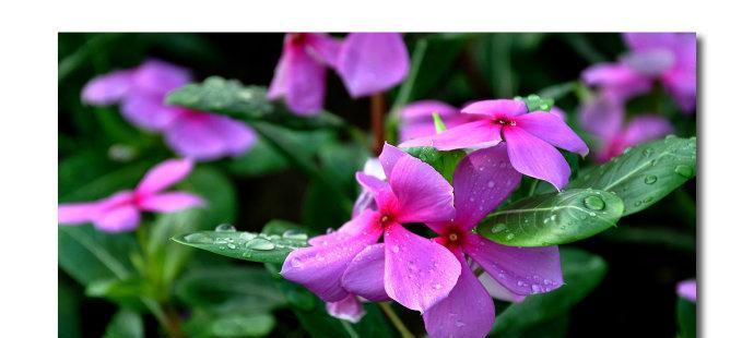 蔓长春花的花语有哪些？如何理解它们？
