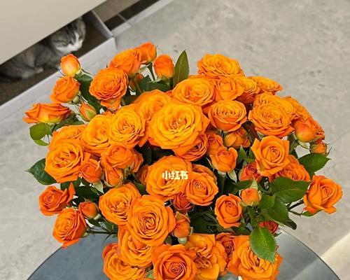 白晶菊花语橙色是什么？它代表了什么？