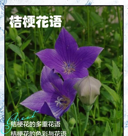 白洋桔梗花的花语是什么？它有哪些含义？