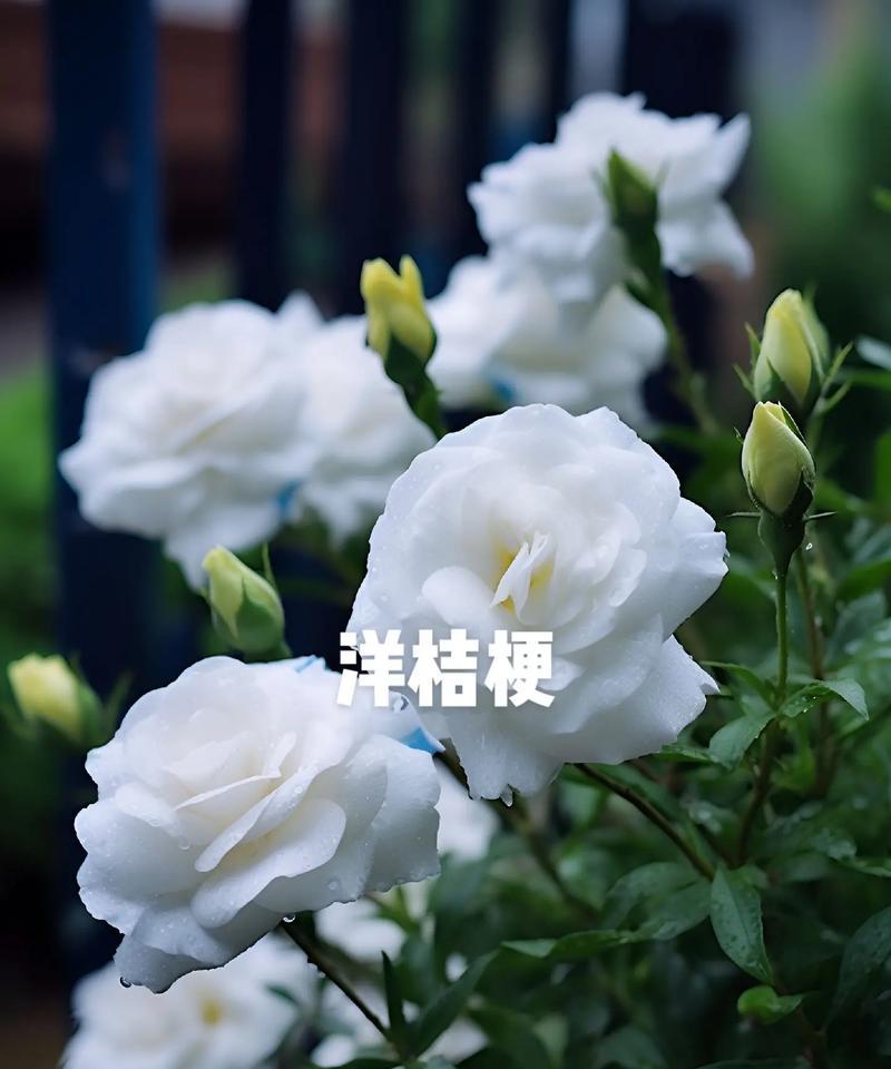 白洋桔梗花的花语是什么？它有哪些含义？