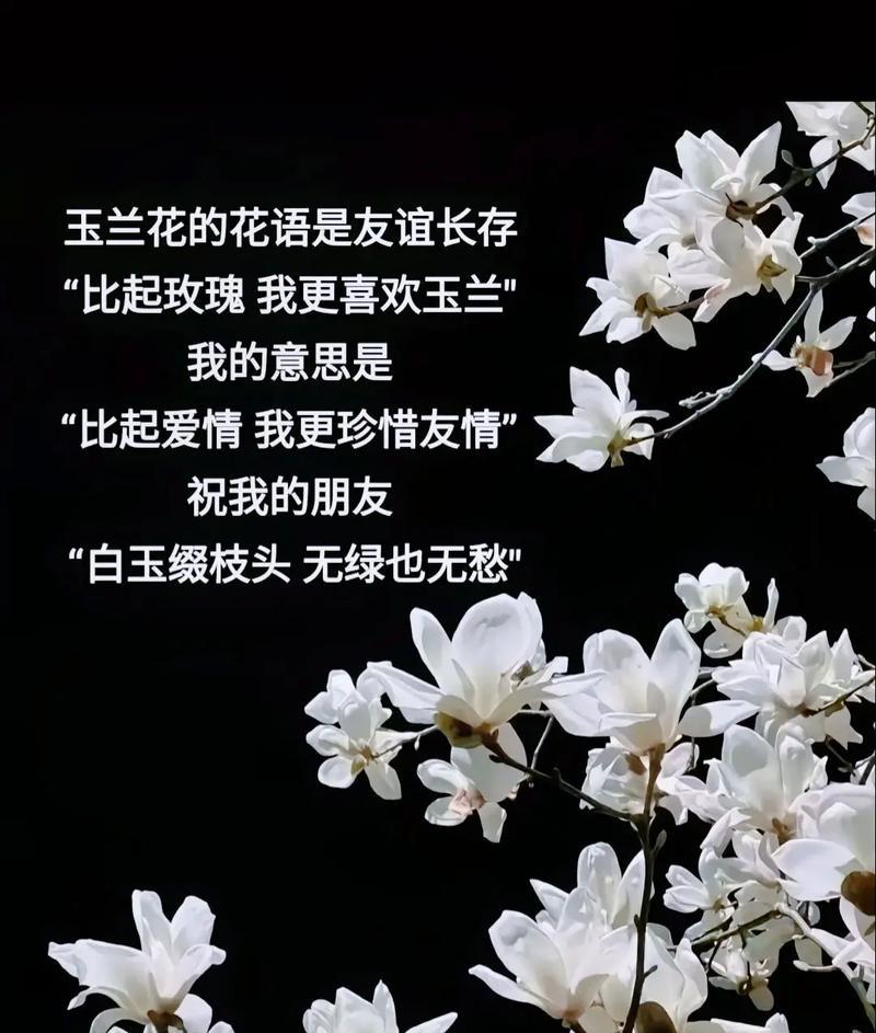 满心花的花语是什么？它代表了什么？