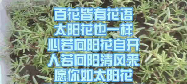 满心花的花语是什么？它代表了什么？