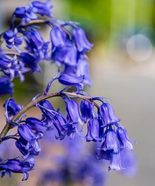 蓝铃花的花语是什么？它有哪些含义？