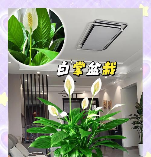 白掌的花语寓意是什么？它代表了什么？