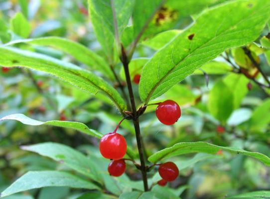 单花忍冬的花语是什么？它代表了什么？