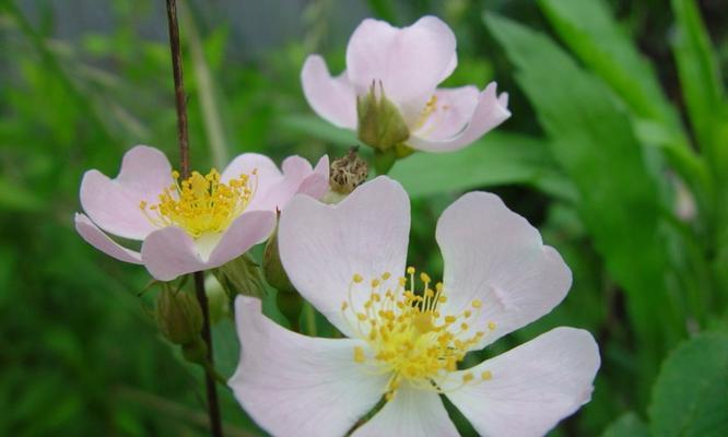 单花忍冬的花语是什么？它代表了什么？