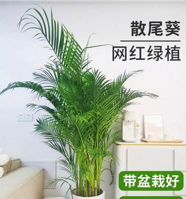 椰子凤尾竹的花语是什么？它代表了什么？