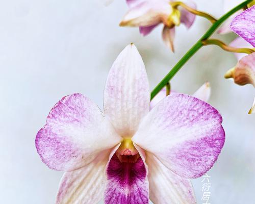 广东石斛的花语是什么？它有哪些含义？