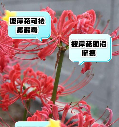 彼岸花的花语重生是什么？它代表了什么？