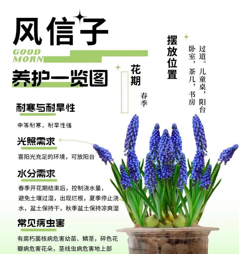 风信子花语同性是什么意思？