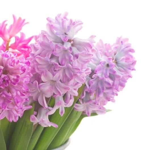 风信子花语同性是什么意思？