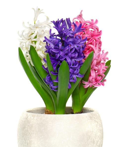 风信子花语同性是什么意思？