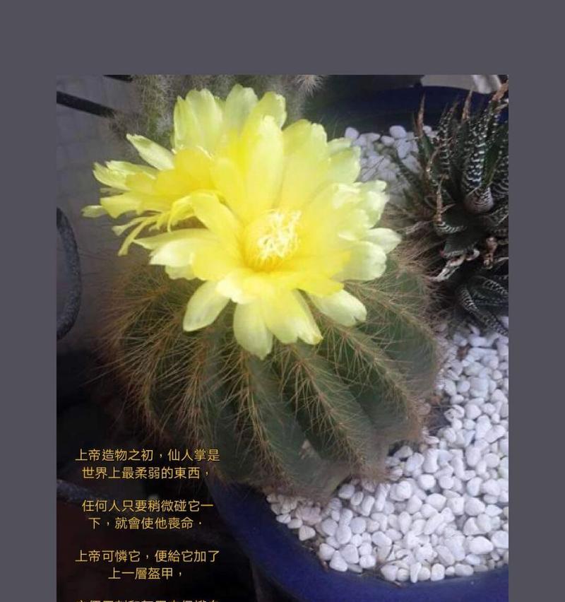 仙人掌的花语代表什么坚强？