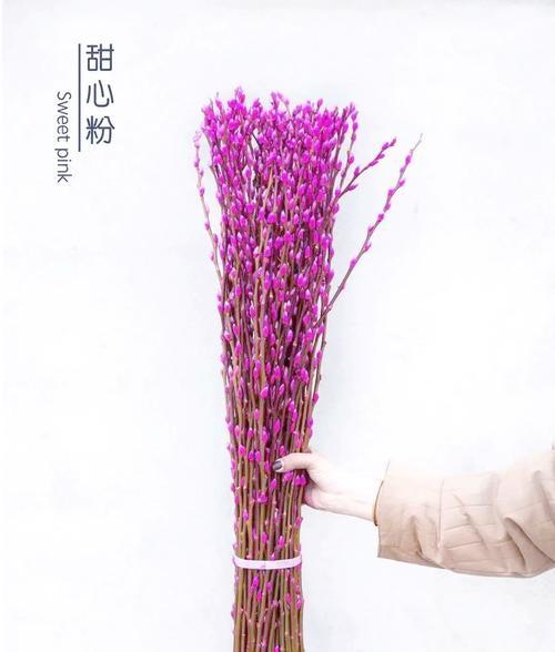 银柳的花语和寓意有哪些？