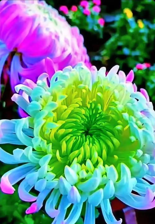 秋天菊花的花语表达了什么？