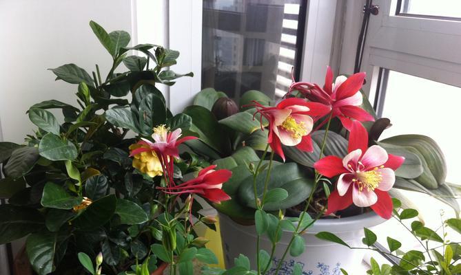 哪些花的花语象征着争斗？
