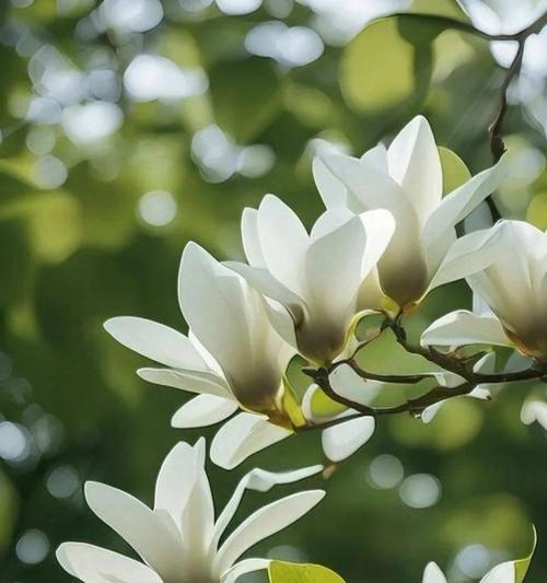 哪些花的花语象征着洁白无瑕？