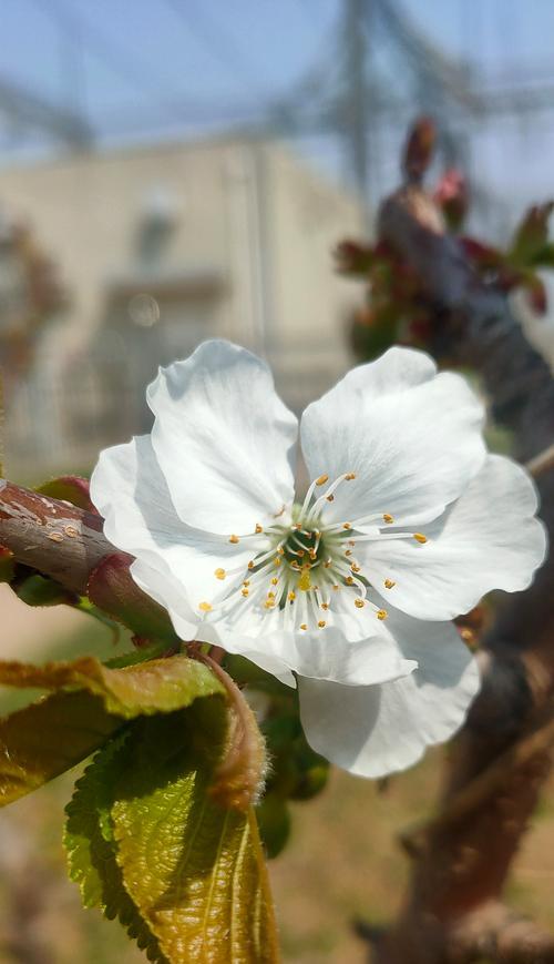 哪些花的花语象征着洁白无瑕？